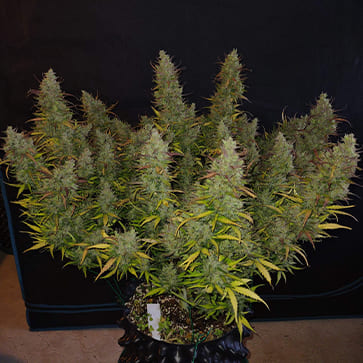 Семена конопли Auto Bombshell Feminised Silver